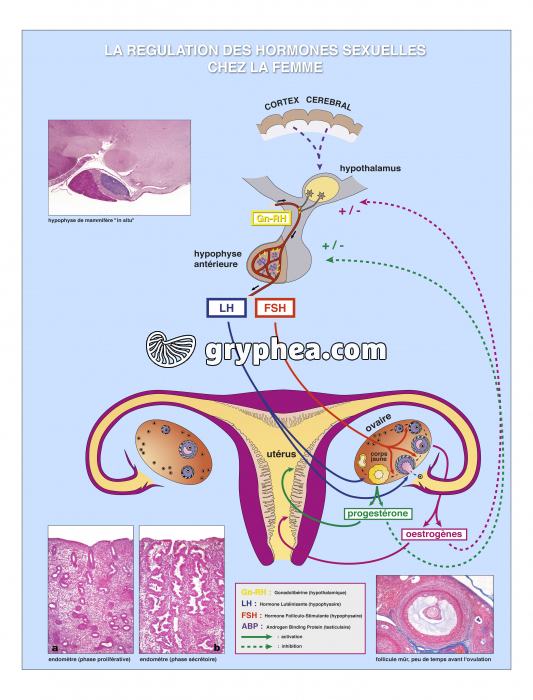 La régulation des hormones sexuelles chez la femme - gryphea.com